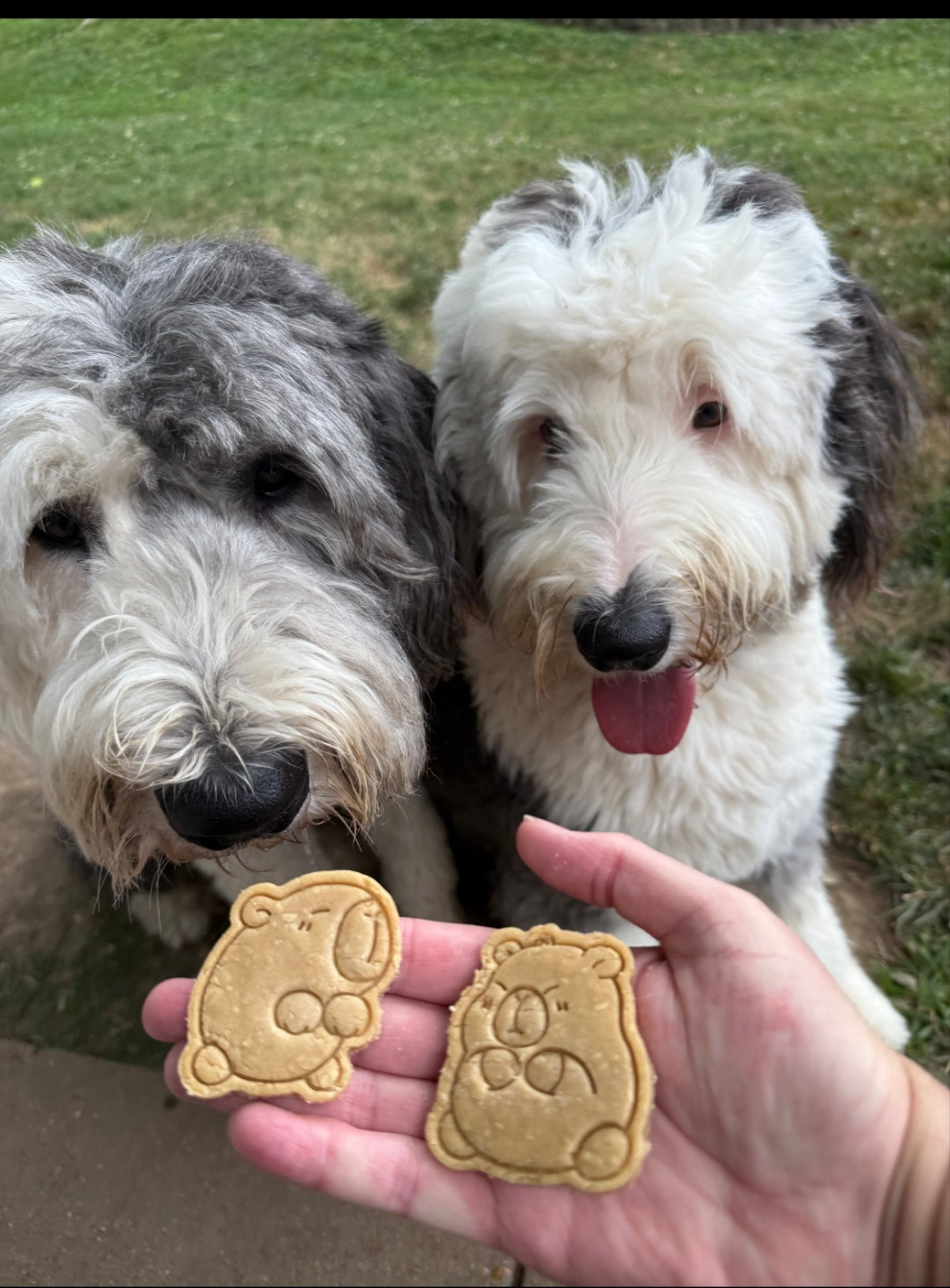 Cute Capybara's 😍 / 8 count