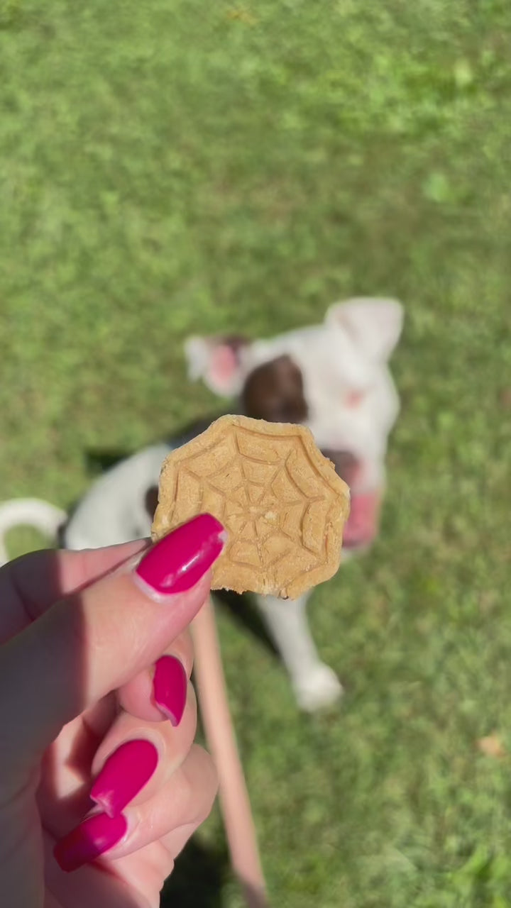 Bewitched 🧹 / 8 count