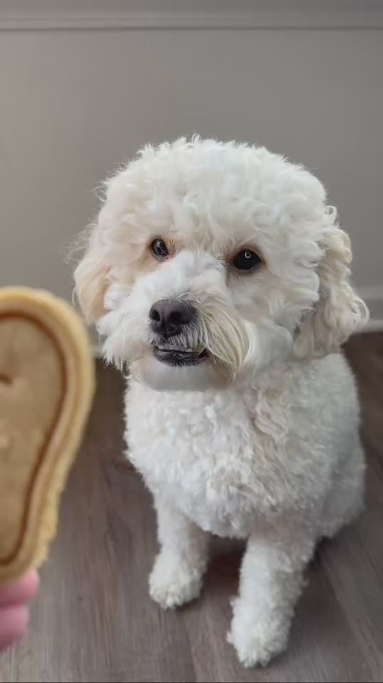 Winston's TEEF 🦷 / 4 count