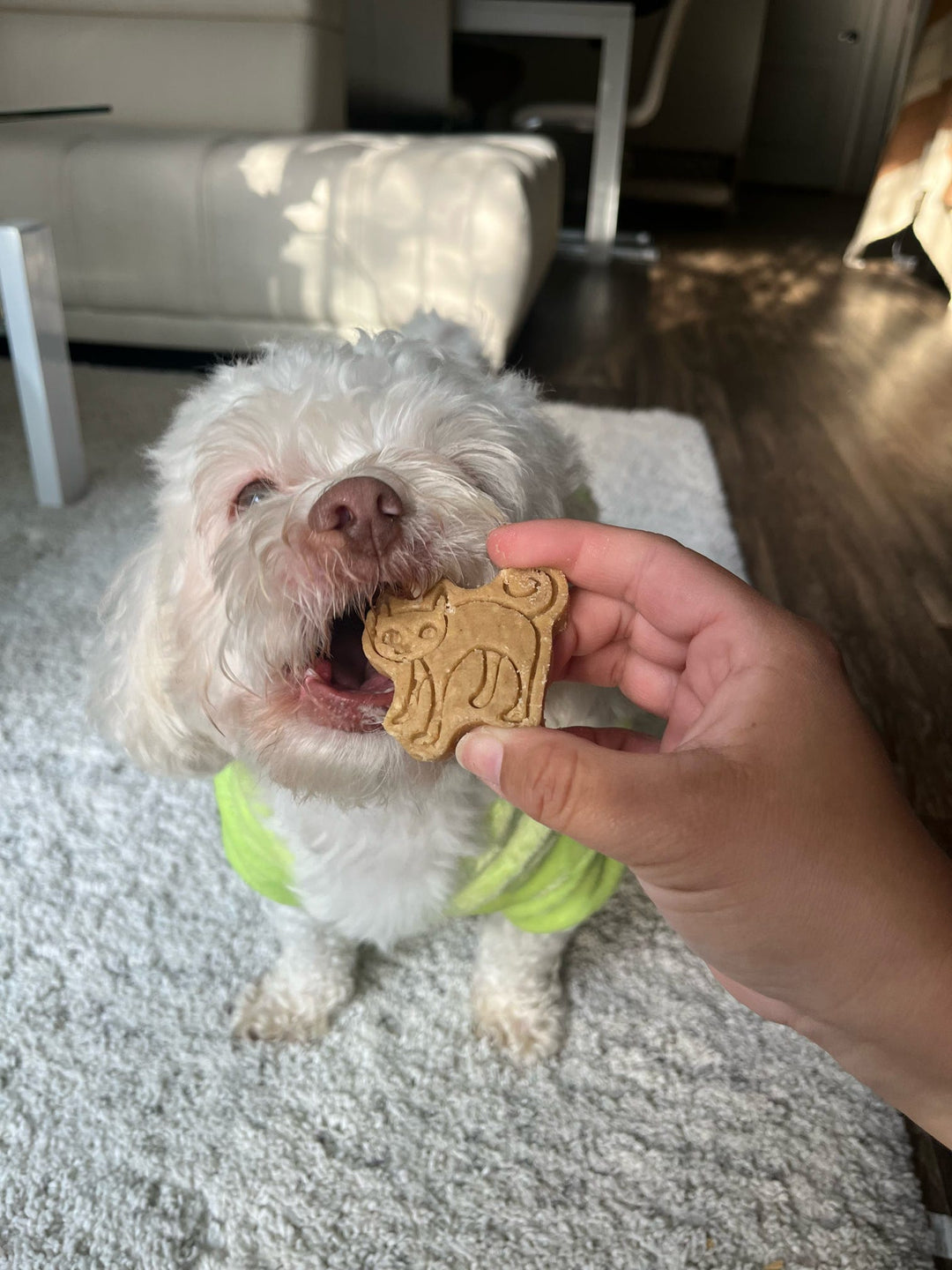 All Hallows Eve 🌙 / 8 count