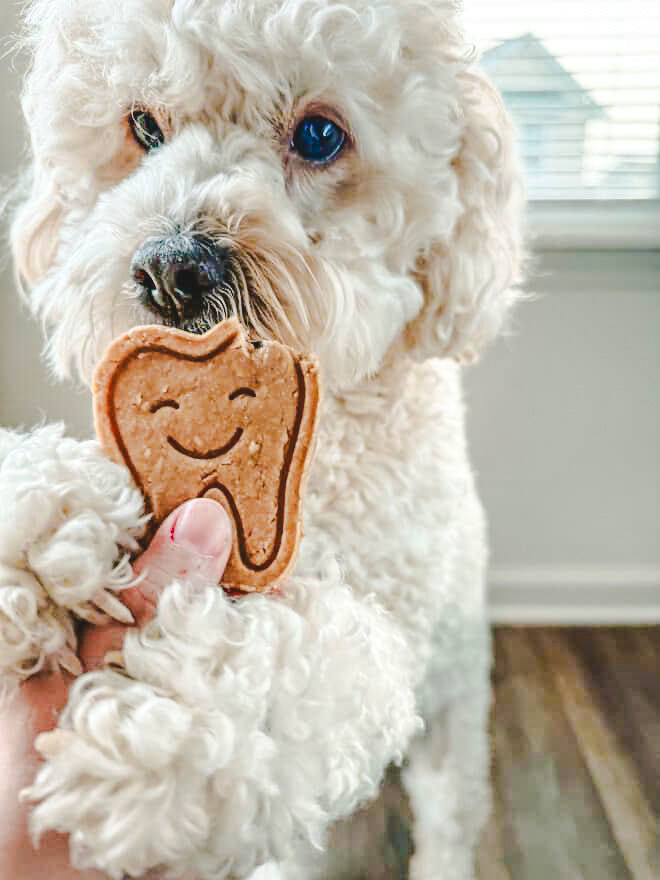 Winston's TEEF 🦷 / 4 count