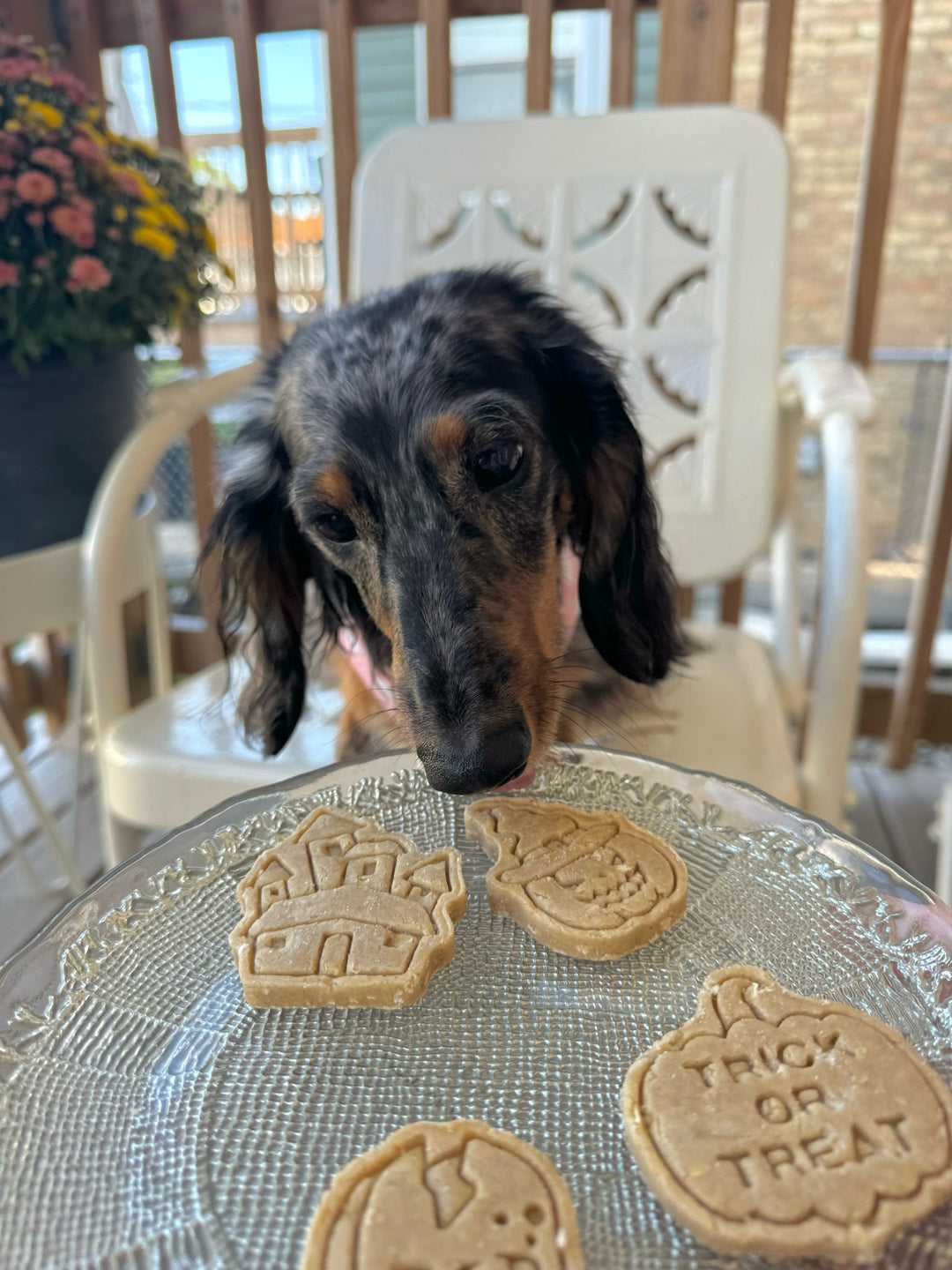 Totally Haunted 👻 / 6 count