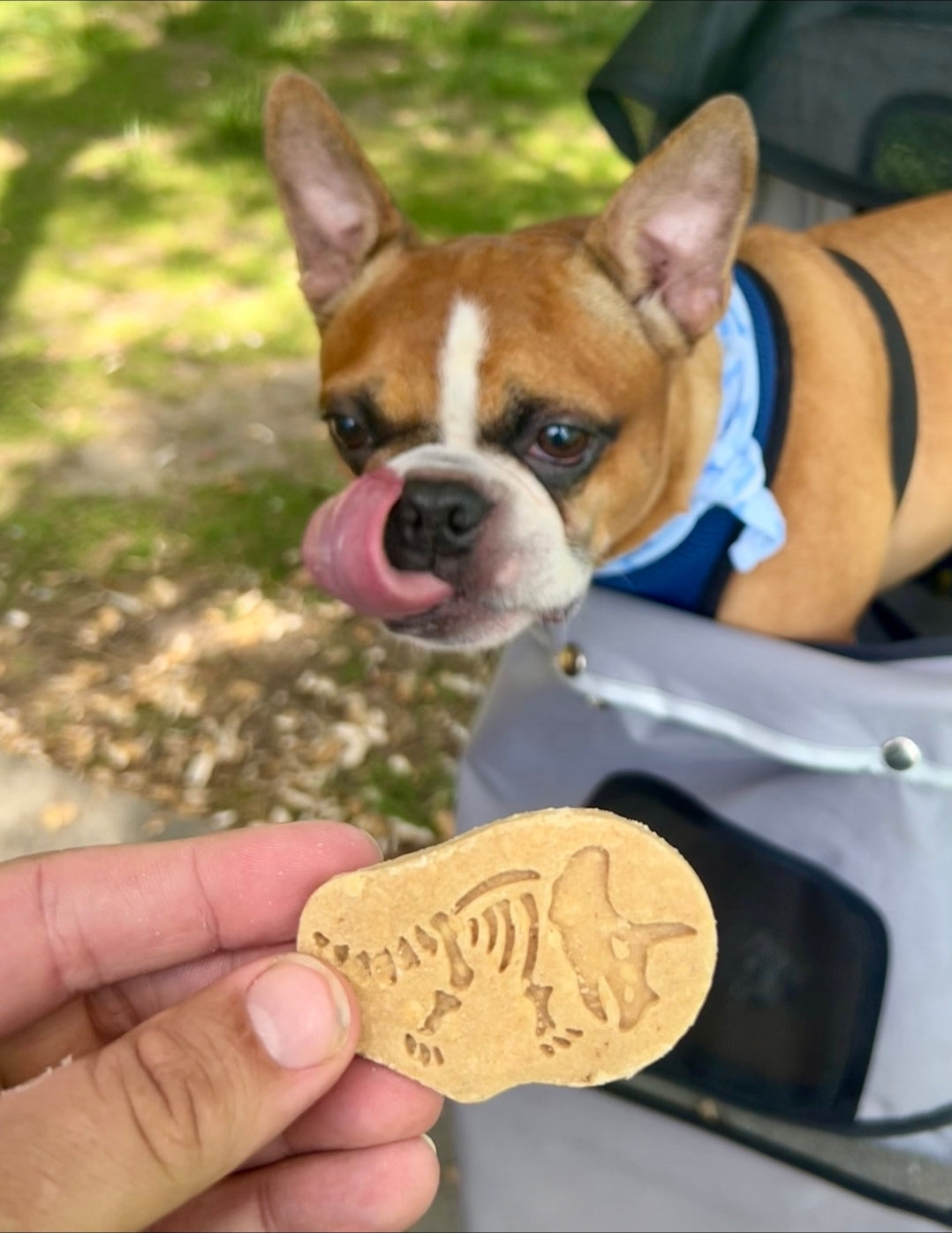 Dino Dig 🦕 / 8 count