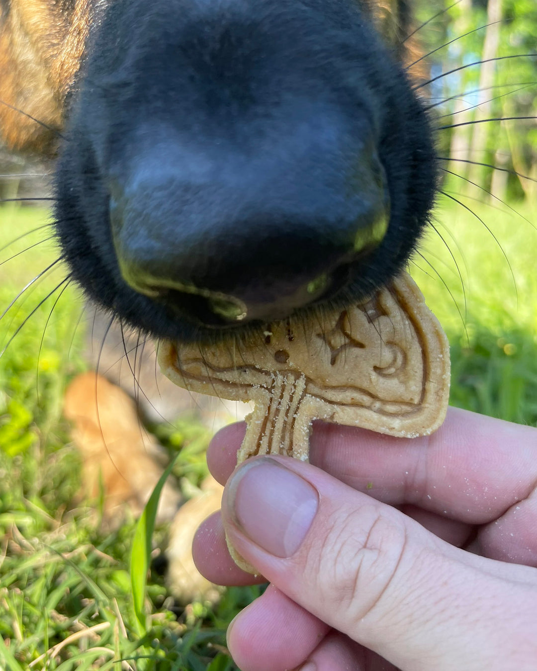 Fairytale Magic 🔮 / 5 count