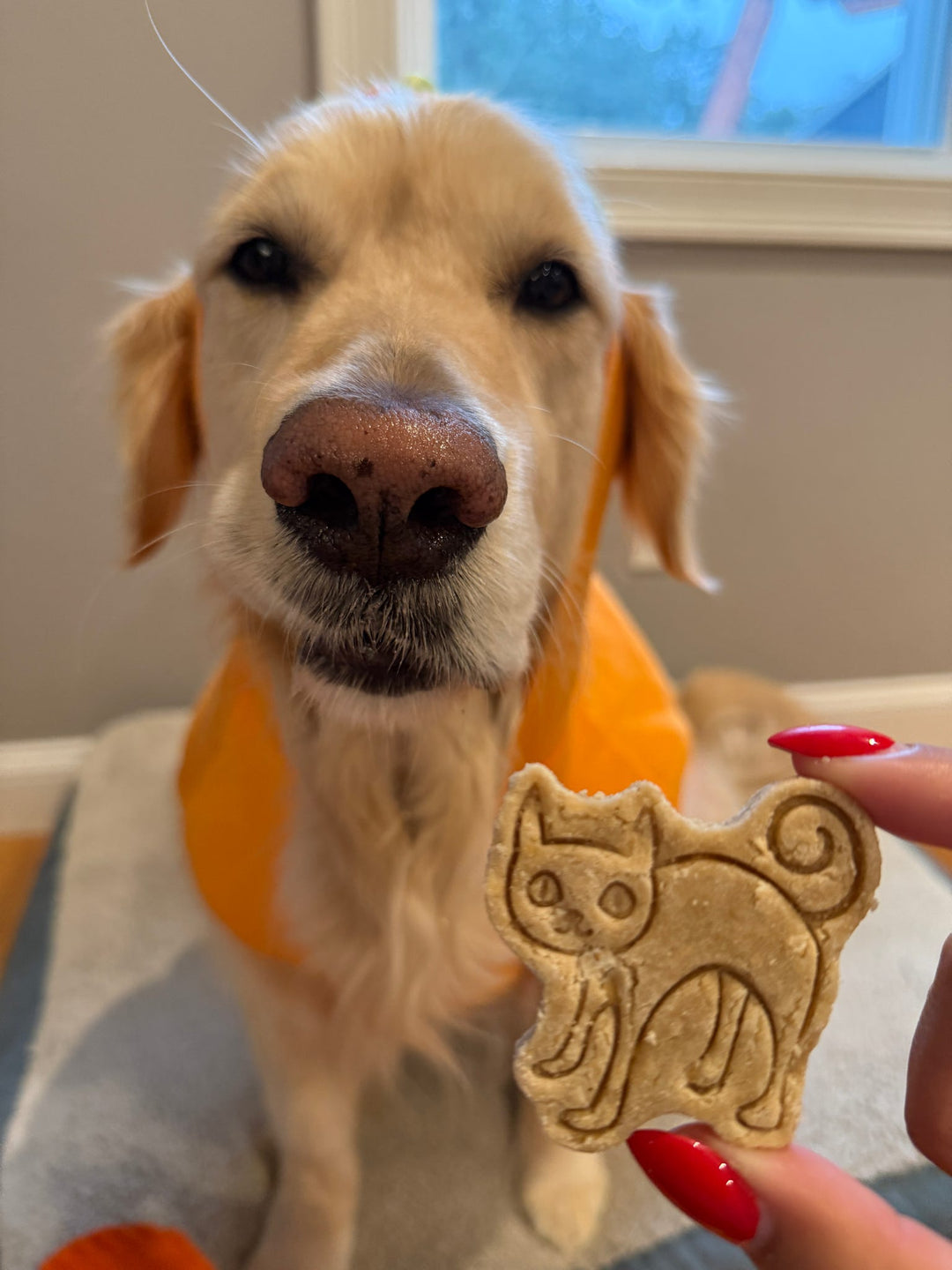 All Hallows Eve 🌙 / 8 count