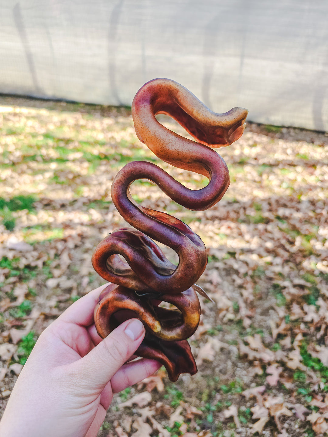 Beef Collagen Wavy Puzzler / 10-12" 🐮 / 1 piece