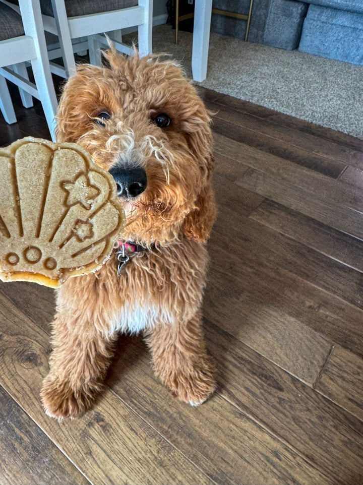 Mermazing 🧜‍♀️ / 6 count