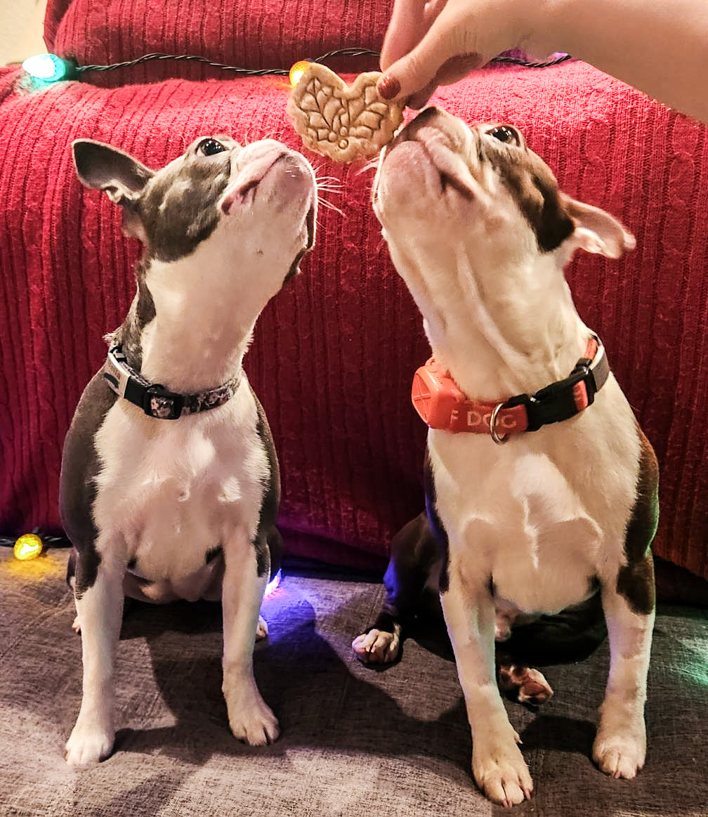 Santa’s Favorites 🎅 / 4 count