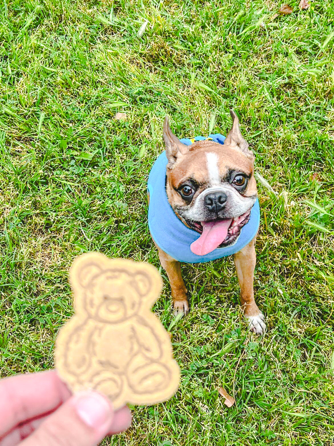 Whiskey's Bears / 4 count