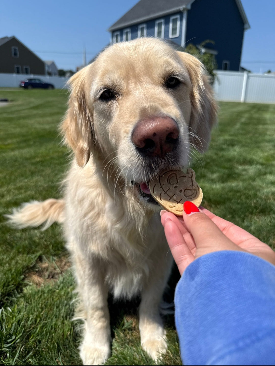 Spooktacular Pumpkins 🎃 / 10 count