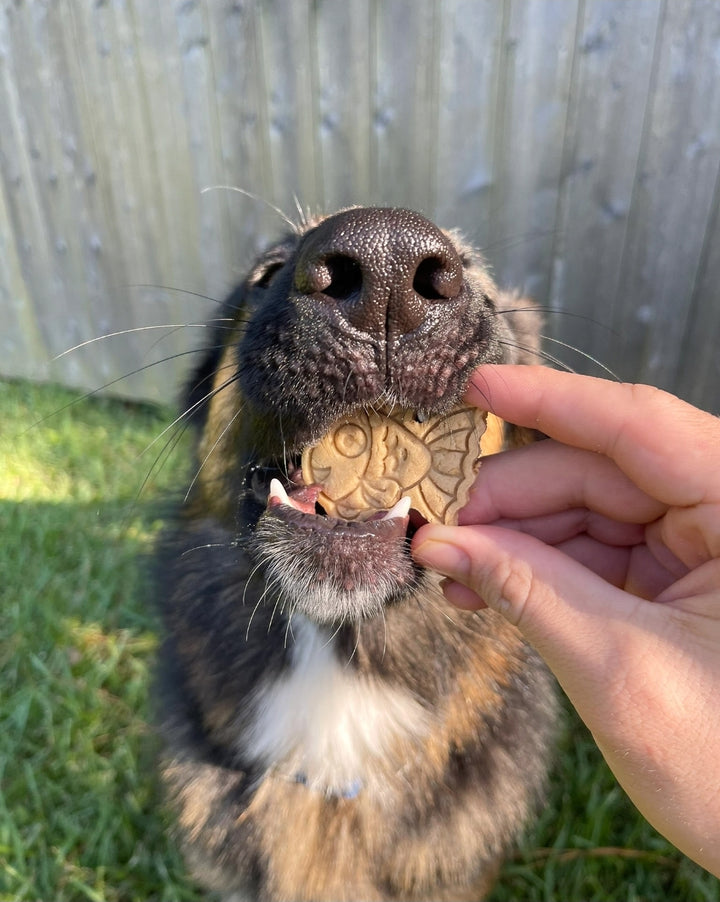 Ocean Fun 🦈 / 8 count