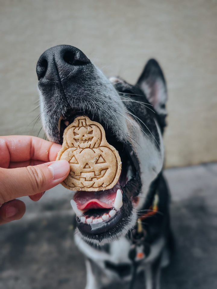 Bewitched 🧹 / 8 count