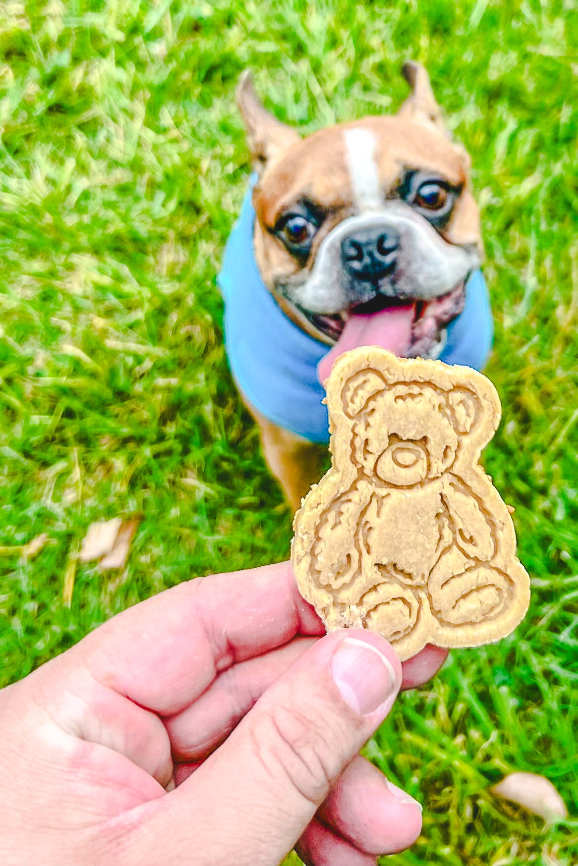 Whiskey's Bears / 4 count