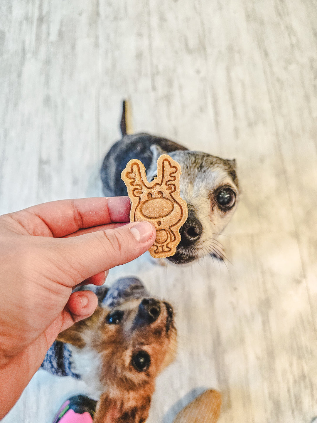 Red Nose Rudolph 🦌 / 10 count