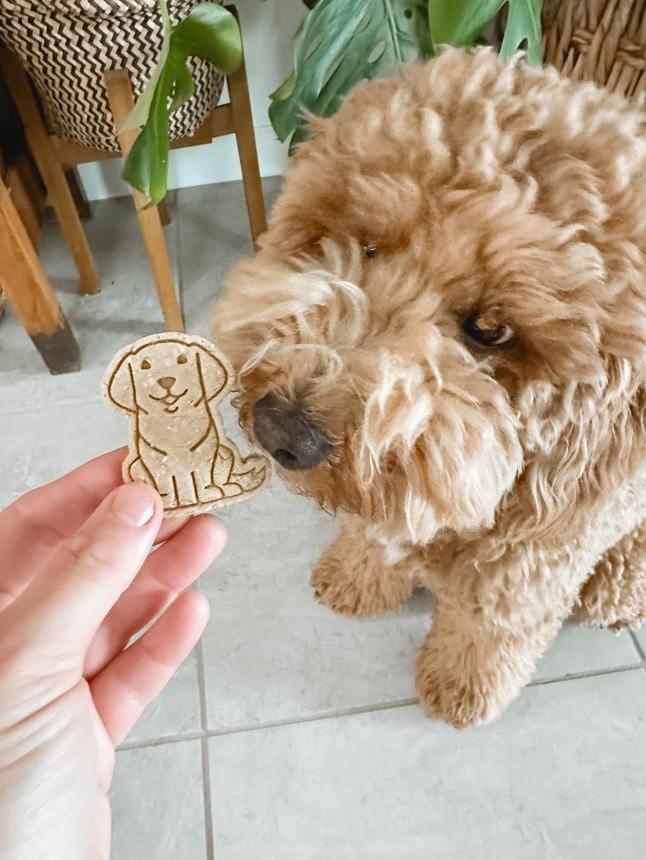 Doggos 🐶 / 8 count