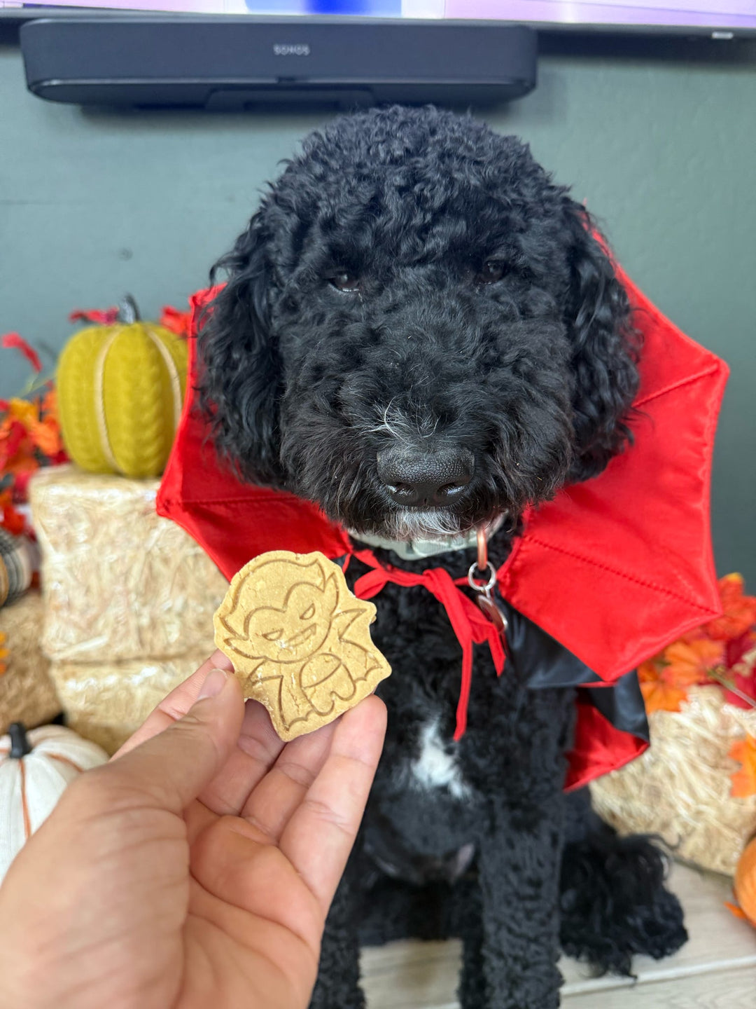 I Want To Suck Your Blood 🧛‍♂️ / 10 count