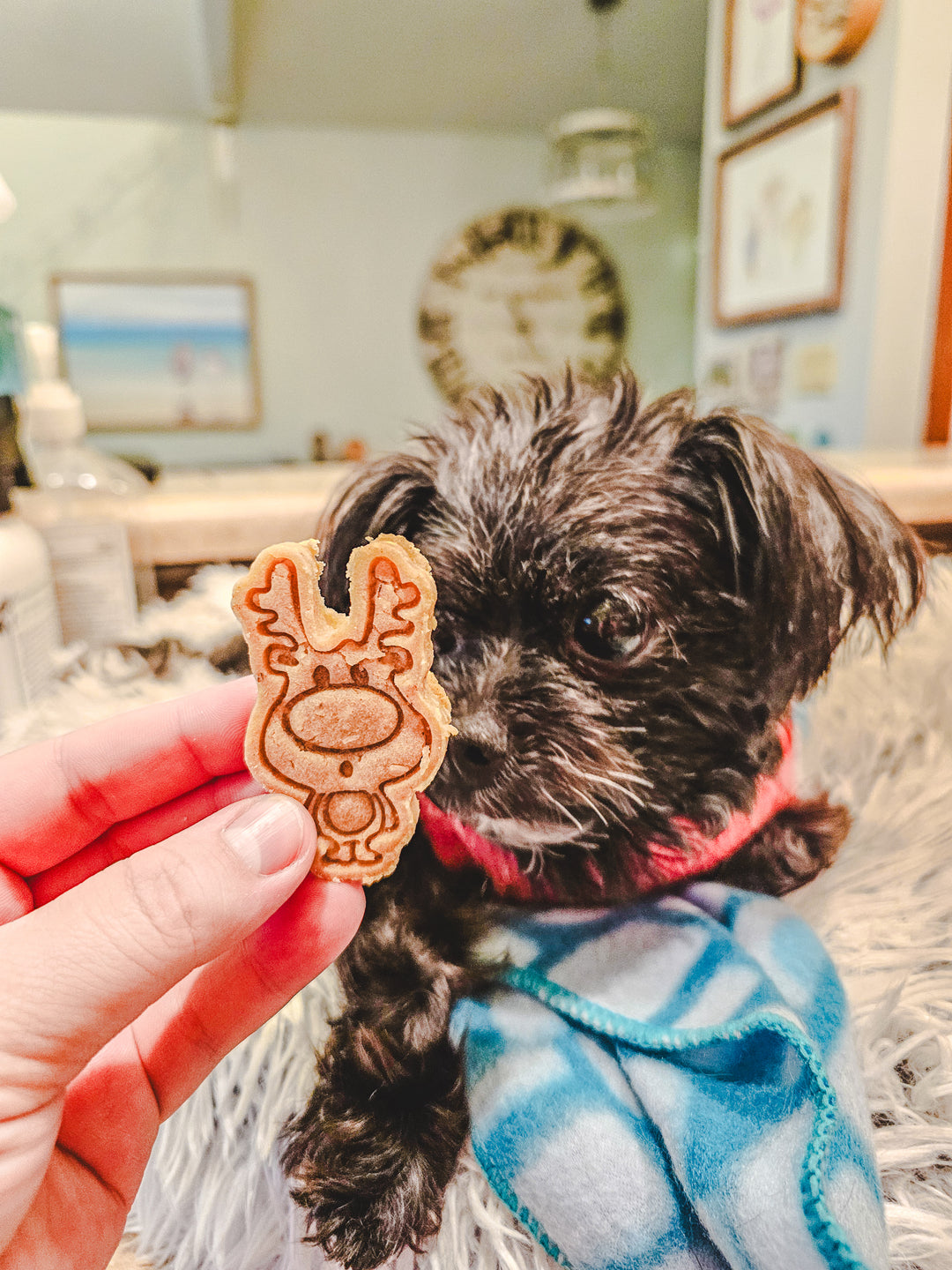 Red Nose Rudolph 🦌 / 10 count