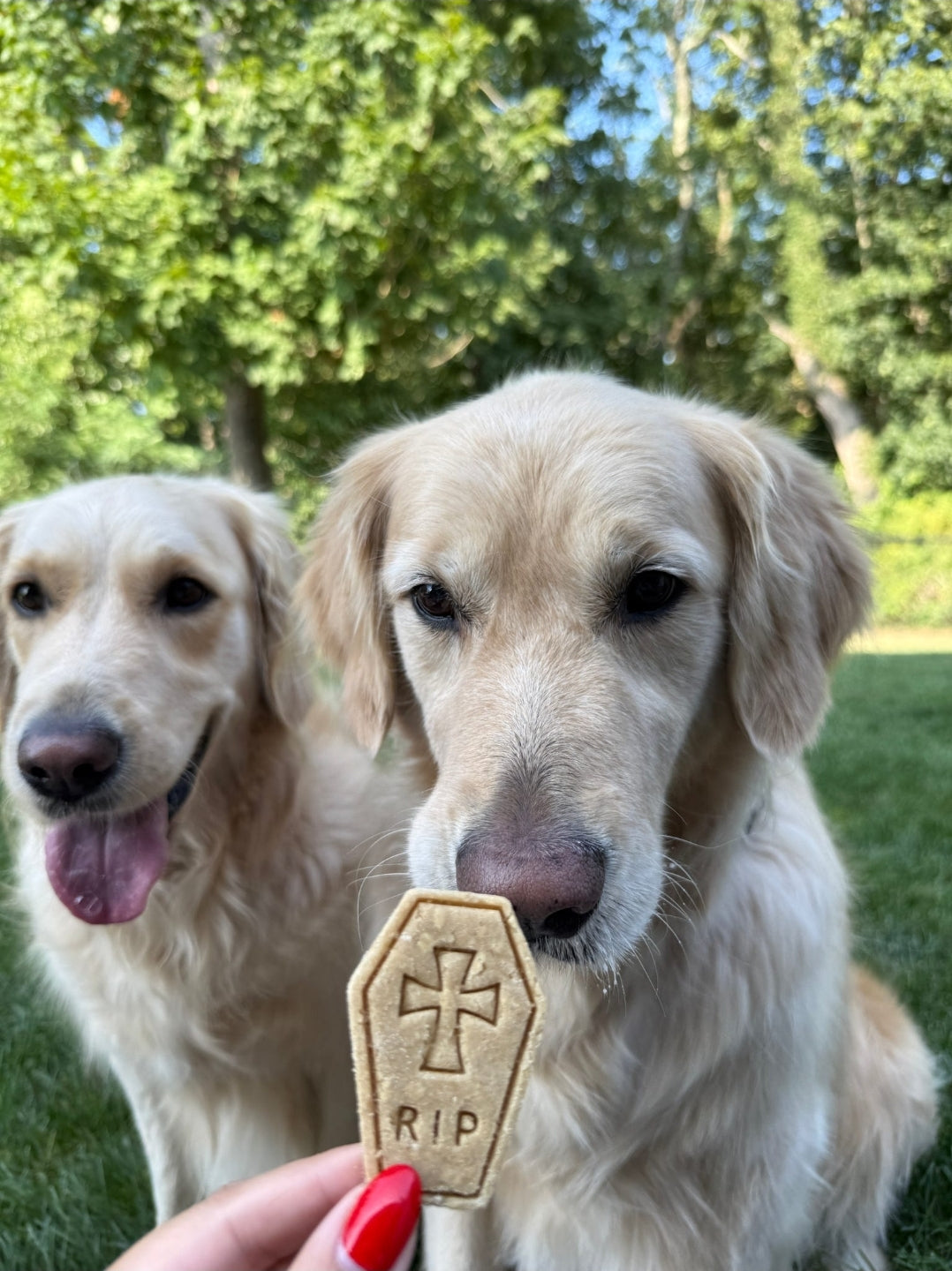 All Hallows Eve 🌙 / 8 count