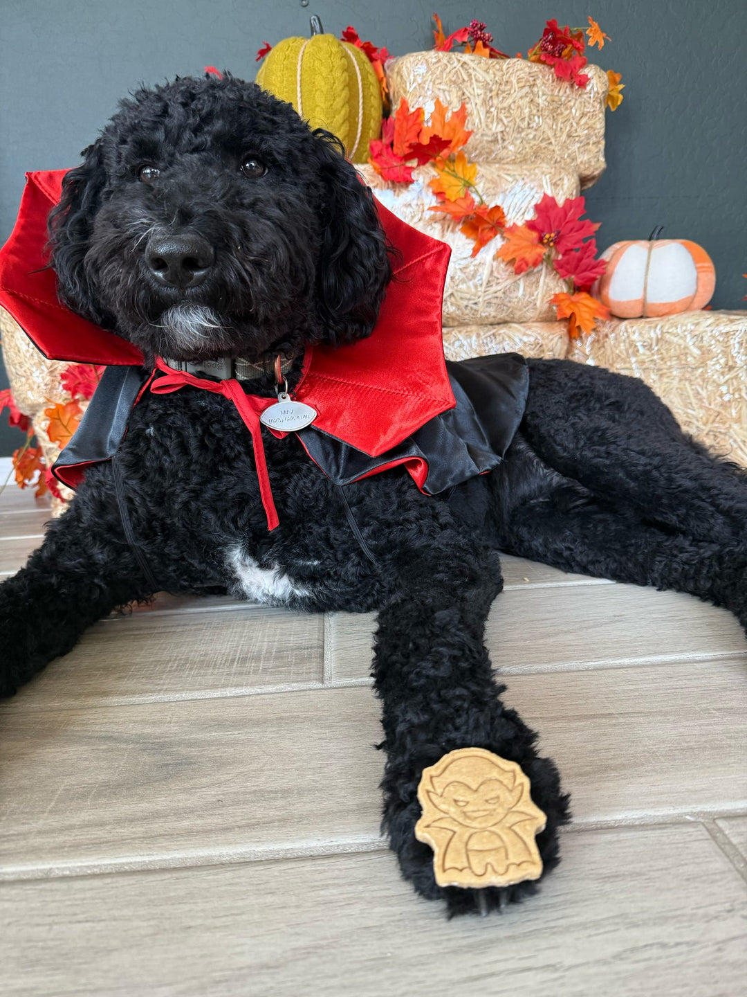 I Want To Suck Your Blood 🧛‍♂️ / 10 count