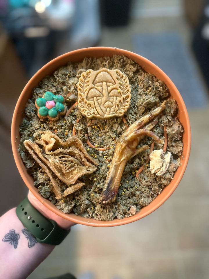 Enchanted Forest ✨️ / 4 count