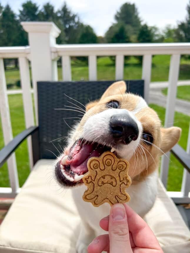 Scary Monsters 👾 / 8 count