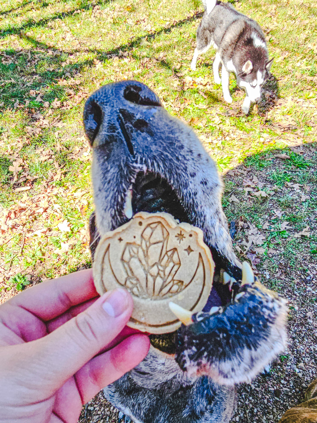 Enchanted Chews ✨️ / 4 count