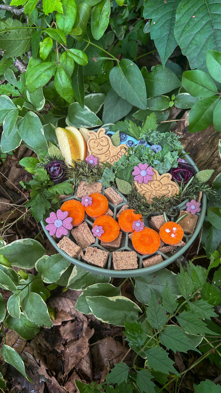 Bugs Life 🐛 / 8 count