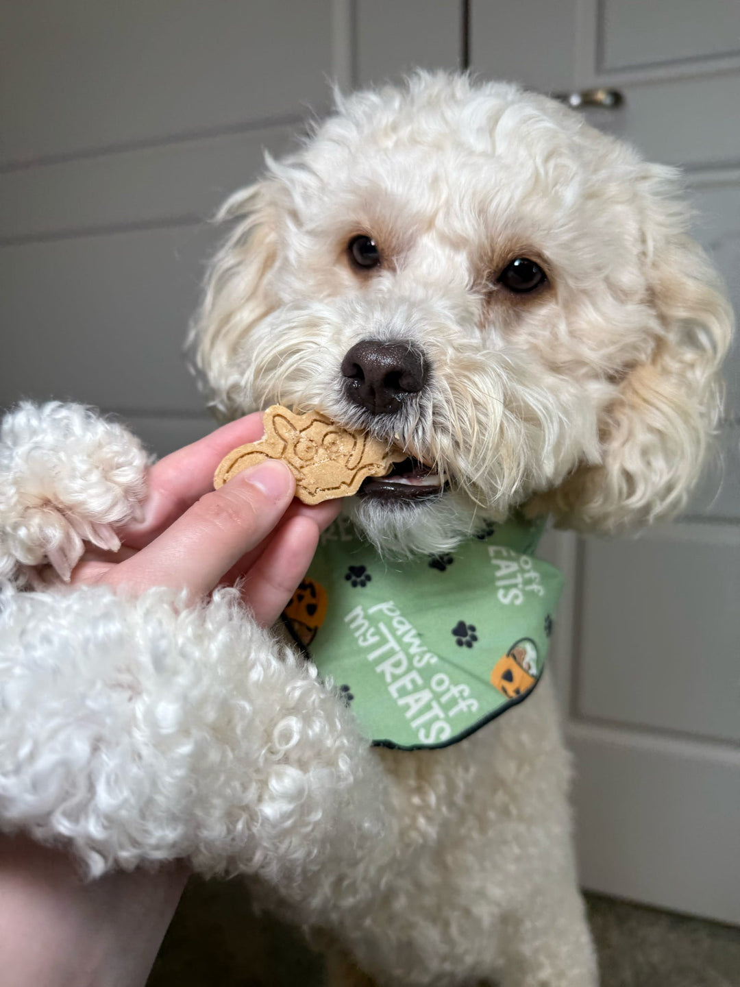 It's Freakin Bats 🦇 / 10 count