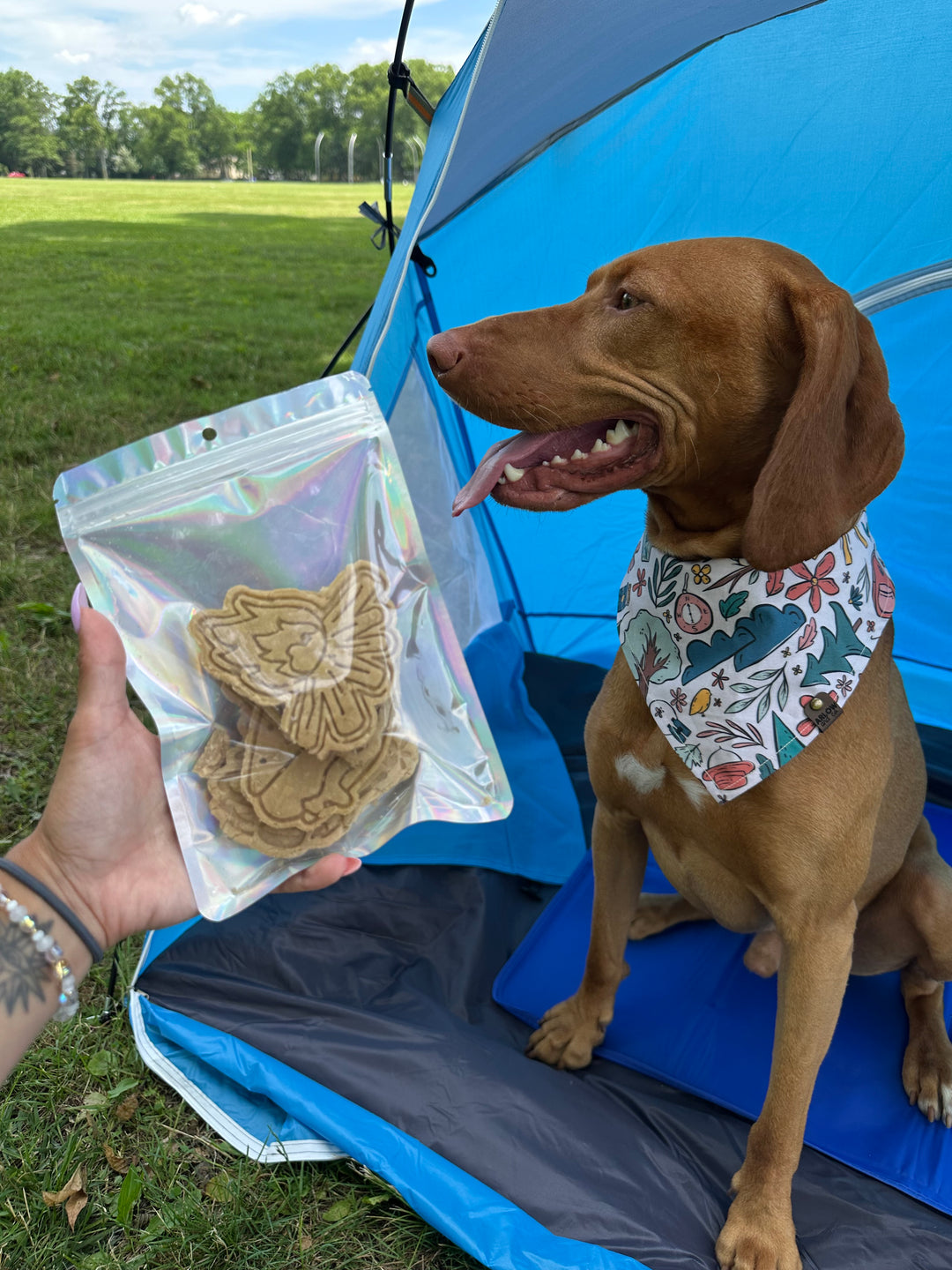 Let's Camp 🏕 / 4 count